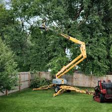 Best Sod Installation  in Lakeport, CA