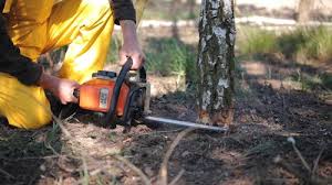 Best Tree Mulching  in Lakeport, CA