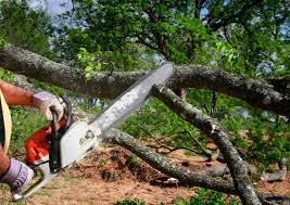 Best Tree Risk Assessment  in Lakeport, CA