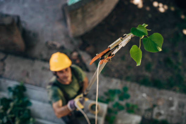 Best Tree Preservation Services  in Lakeport, CA