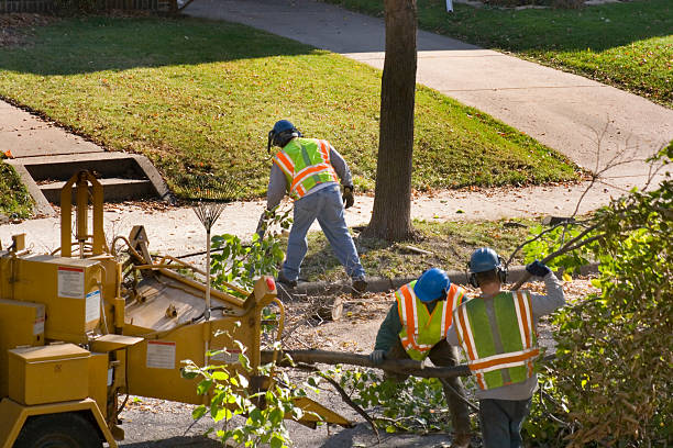 Best Arborist Consultation Services  in Lakeport, CA