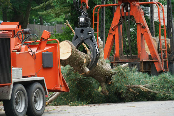 Best Organic Lawn Care Solutions  in Lakeport, CA